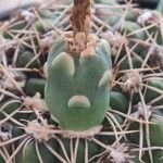 Gymnocalycium capillense Fruit