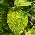 Miconia crenata Folla