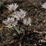 Allium crenulatum Kukka