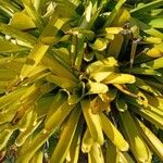 Aechmea blanchetiana Leaf