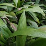 Curculigo capitulata Leaf