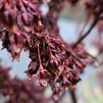 Rumex hydrolapathum Fruit