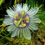 Passiflora foetida Цвят