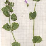 Clinopodium menthifolium List