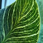 Calathea sanderiana Leaf