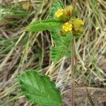 Waltheria indica Frunză