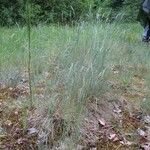 Festuca marginata Habitus