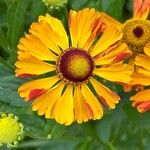 Helenium autumnale Квітка