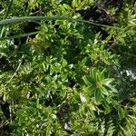 Rubia fruticosa Hoja