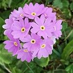 Primula farinosa Flors