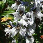 Delphinium montanum Kvet