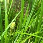 Carex squarrosa Fruit