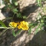 Heimia salicifolia Flower