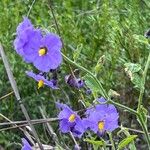 Solanum umbelliferum Květ