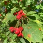 Crataegus coccinea Vaisius