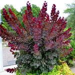 Cotinus coggygria Habit