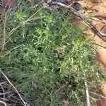Artemisia ludoviciana Folha