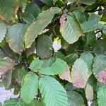 Carpinus orientalis Leaf