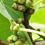 Ficus religiosa Fruit