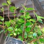 Peperomia glabella Листок