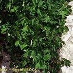 Thalictrum macrocarpum 形態