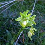 Ophrys × arachnitiformis Coajă