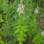 Teucrium canadense Habitat