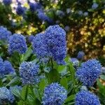 Ceanothus thyrsiflorusLorea