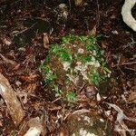 Bulbophyllum gracillimum Écorce