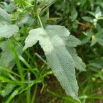 Hibiscus striatus Leaf