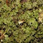 Hymenophyllum neocaledonicum Lubje