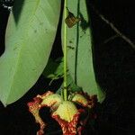 Monodora myristica Flower