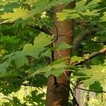 Acer macrophyllumপাতা