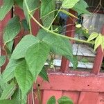 Vigna speciosa Hostoa