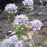 Iberis linifolia Fula