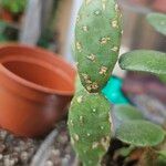 Tacinga inamoena Hoja