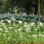 Crinum latifolium Fleur