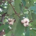 Syzygium aqueum Фрукт