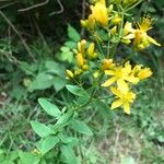 Hypericum hirsutum Blad