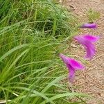 Gladiolus palustris Habitus