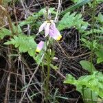 Primula clevelandii Vekstform