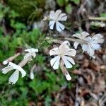 Silene italica Kwiat