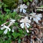 Silene italica फूल