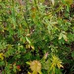 Hibiscus trionum Συνήθη χαρακτηριστικά