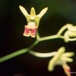 Dendrobium poissonianum Çiçek