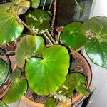 Begonia erythrophylla HérincqFolio