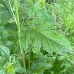 Dasistoma macrophylla Leaf