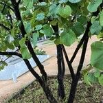 Cercis occidentalis Azala