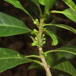 Chrysophyllum venezuelanense Hoja