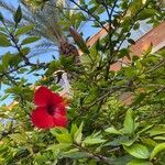 Hibiscus fragilis Floro